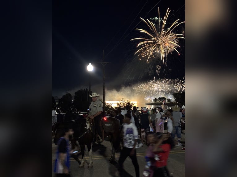 Draft Horse Mix Gelding 5 years 15,3 hh Pinto in Saginaw
