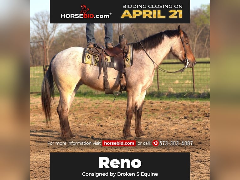 Draft Horse Mix Gelding 5 years 15,3 hh Roan-Bay in Marshall, MO