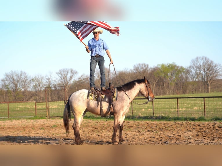 Draft Horse Mix Gelding 5 years 15,3 hh Roan-Bay in Marshall, MO