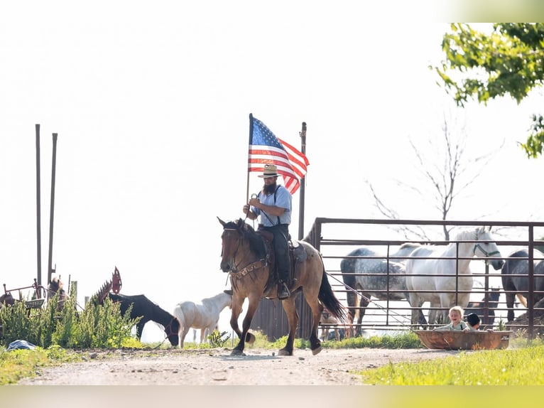 Draft Horse Mix Gelding 5 years 15,3 hh Roan-Bay in Stewartville, MN
