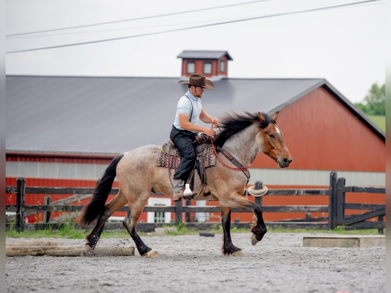 Draft Horse Mix Gelding 5 years 15,3 hh Roan-Red in Honey Brook