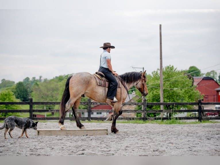 Draft Horse Mix Gelding 5 years 15,3 hh Roan-Red in Honey Brook