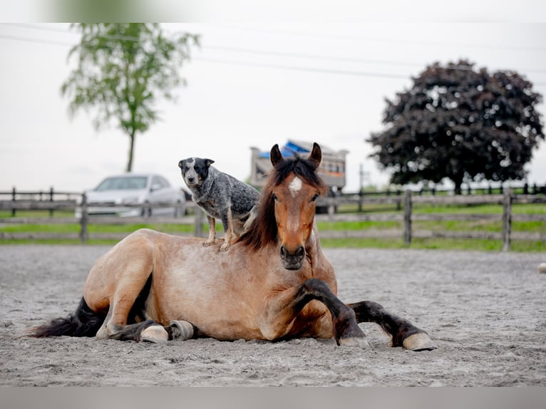 Draft Horse Mix Gelding 5 years 15,3 hh Roan-Red in Honey Brook