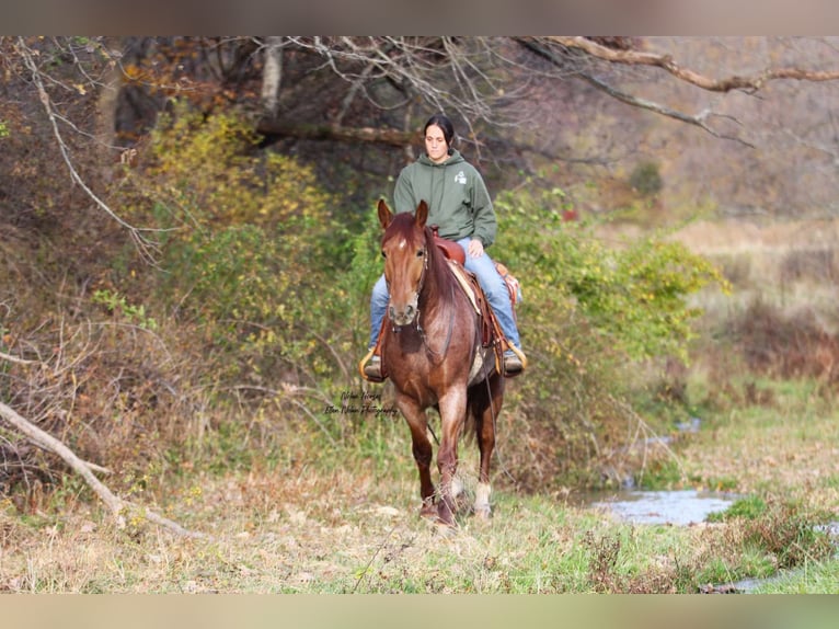 Draft Horse Mix Gelding 5 years 15,3 hh Roan-Red in Peosta, IA