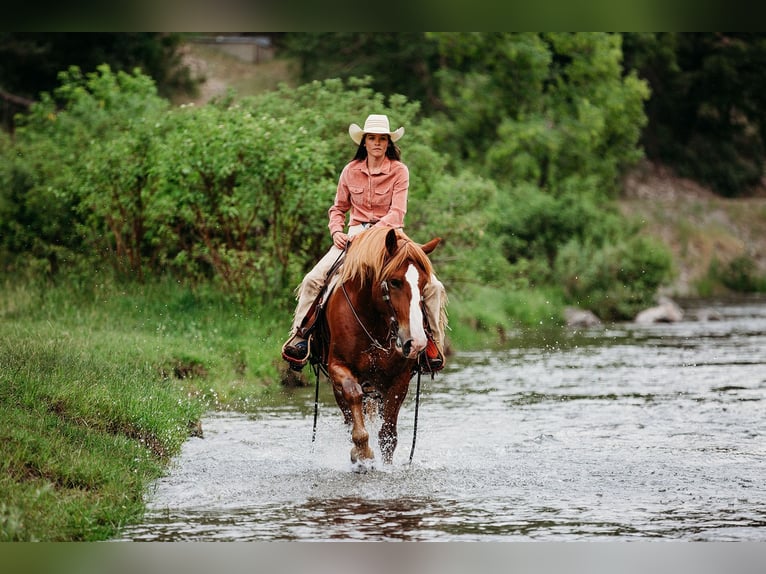 Draft Horse Mix Gelding 5 years 15,3 hh Sorrel in Heber City