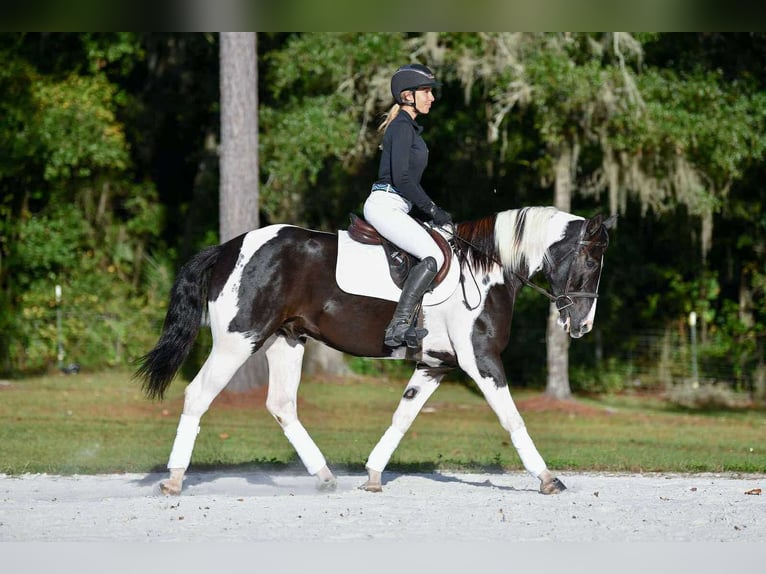 Draft Horse Mix Gelding 5 years 15 hh Pinto in Ocala