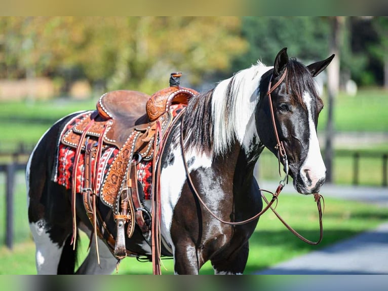Draft Horse Mix Gelding 5 years 15 hh Pinto in Ocala