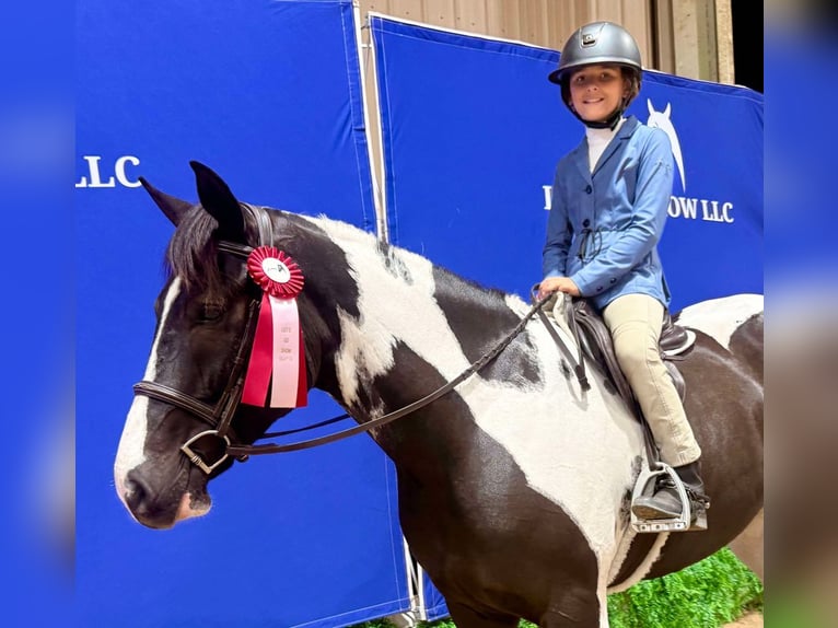 Draft Horse Mix Gelding 5 years 15 hh Pinto in Ocala