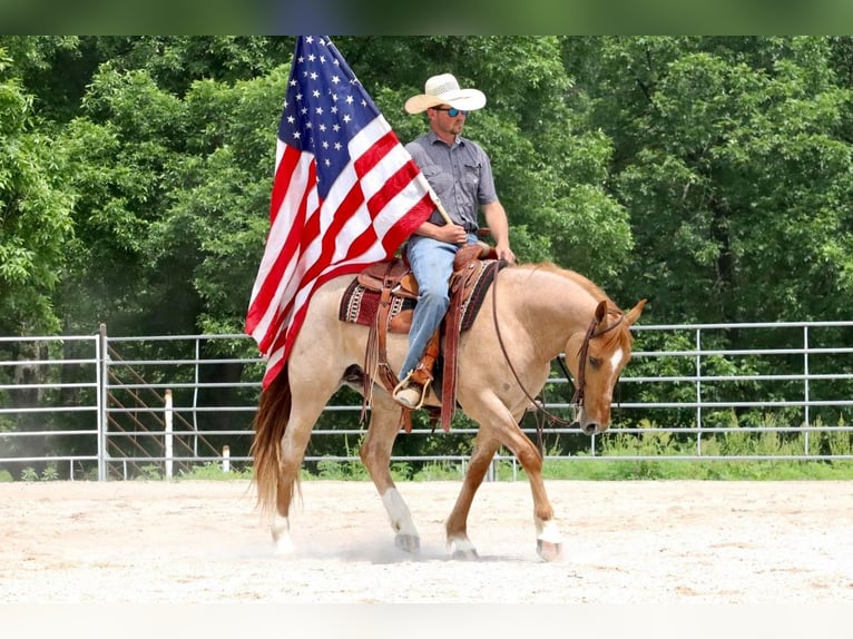 Draft Horse Mix Gelding 5 years 15 hh in Purdy, MO