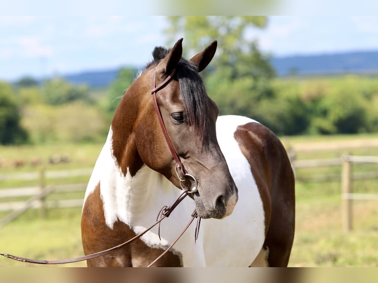 Draft Horse Mix Gelding 5 years 15,1 hh Pinto in Gap