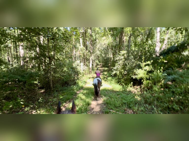 Draft Horse Mix Gelding 5 years 15,1 hh Pinto in Gap