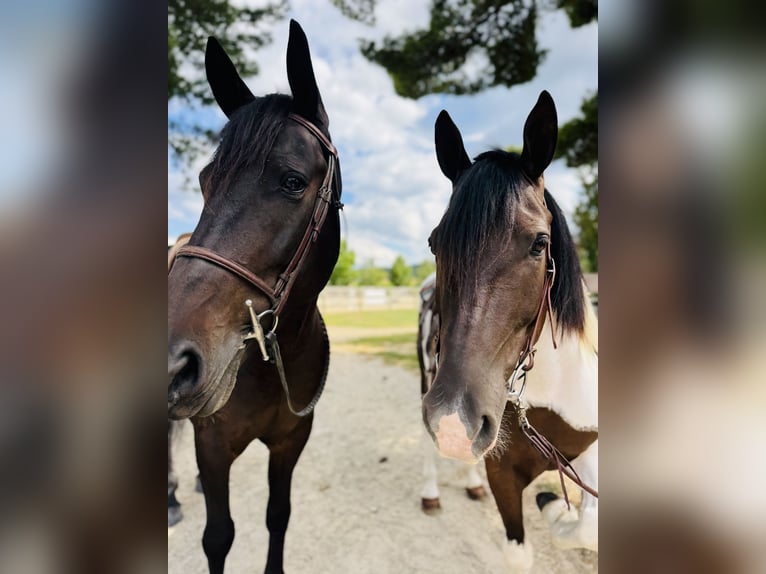 Draft Horse Mix Gelding 5 years 15,1 hh Pinto in Gap