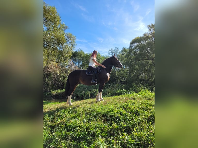 Draft Horse Gelding 5 years 15,2 hh Bay in Moscow