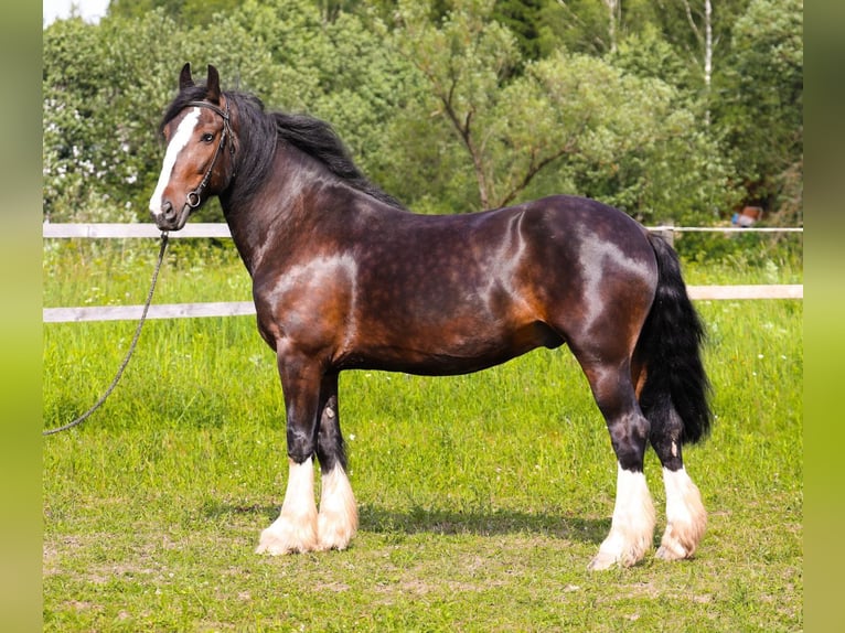 Draft Horse Gelding 5 years 15,2 hh Bay in Moscow