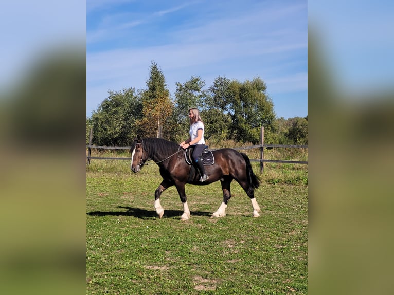 Draft Horse Gelding 5 years 15,2 hh Bay in Moscow