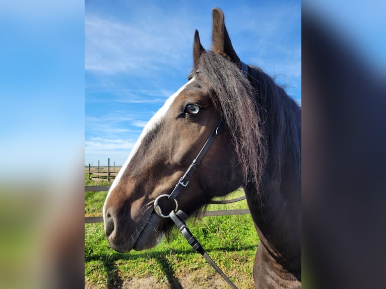 Draft Horse Gelding 5 years 15,2 hh Bay in Moscow