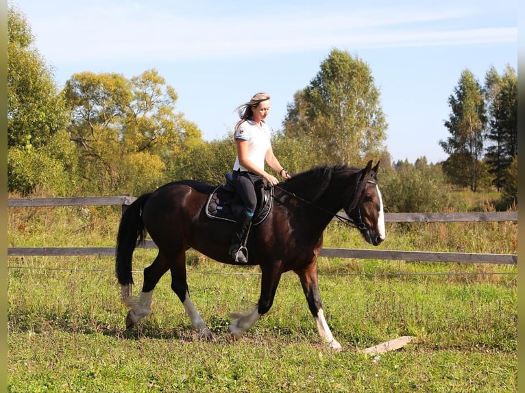 Draft Horse Gelding 5 years 15,2 hh Bay in Moscow