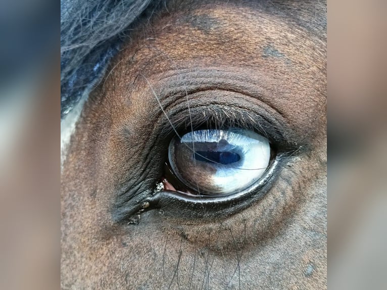 Draft Horse Gelding 5 years 15,2 hh Bay in Moscow
