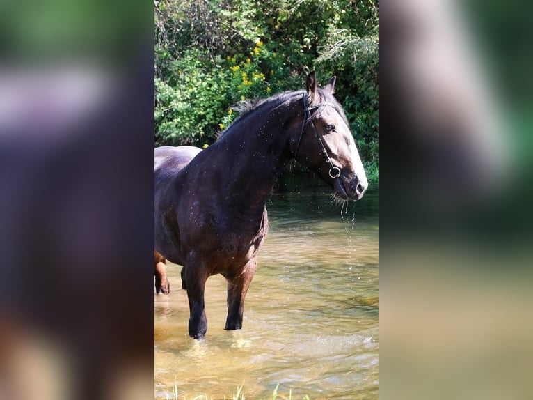 Draft Horse Gelding 5 years 15,2 hh Bay in Moscow