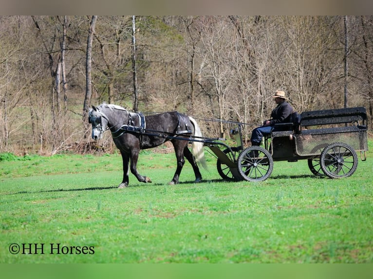 Draft Horse Mix Gelding 5 years 15,2 hh Grey in Flemingsburg