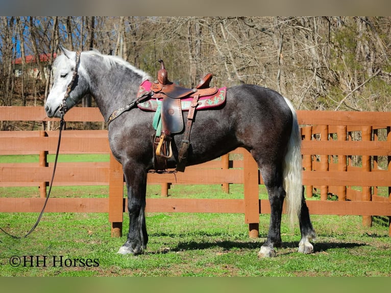 Draft Horse Mix Gelding 5 years 15,2 hh Grey in Flemingsburg