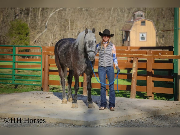 Draft Horse Mix Gelding 5 years 15,2 hh Grey in Flemingsburg