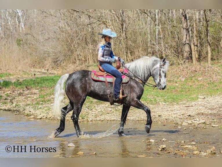 Draft Horse Mix Gelding 5 years 15,2 hh Grey in Flemingsburg