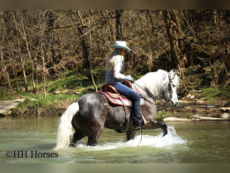 Draft Horse Mix Gelding 5 years 15,2 hh Grey in Flemingsburg