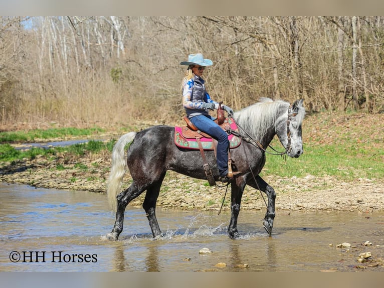 Draft Horse Mix Gelding 5 years 15,2 hh Grey in Flemingsburg