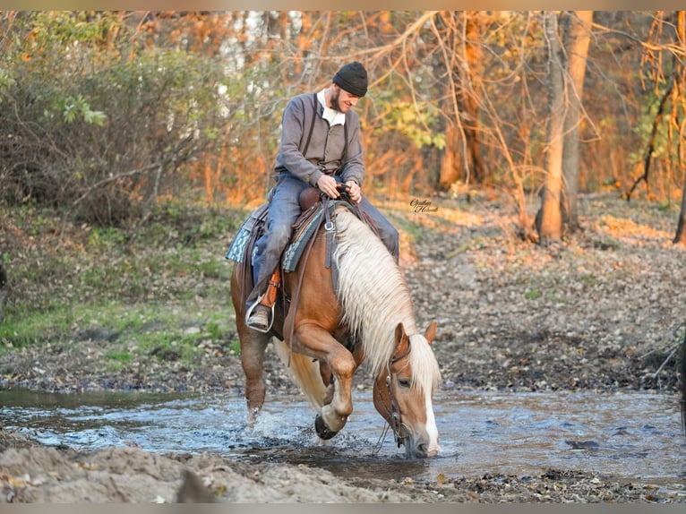 Draft Horse Mix Gelding 5 years 15,2 hh Palomino in Independence