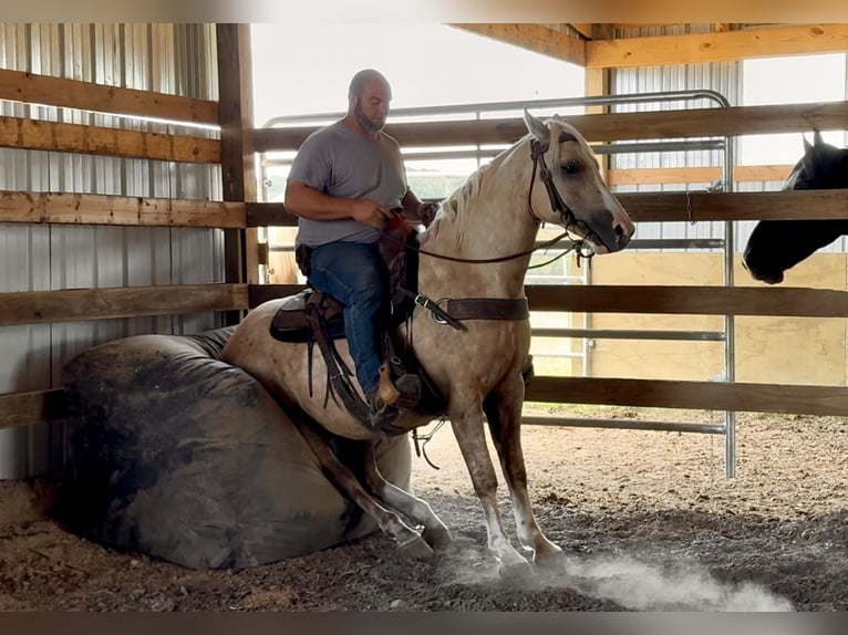 Draft Horse Mix Gelding 5 years 15,2 hh Palomino in Crab Orchard