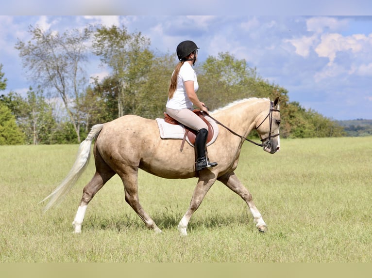 Draft Horse Mix Gelding 5 years 15,2 hh Palomino in Crab Orchard