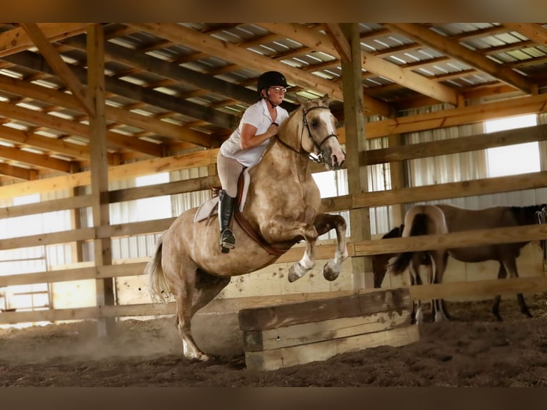 Draft Horse Mix Gelding 5 years 15,2 hh Palomino in Crab Orchard