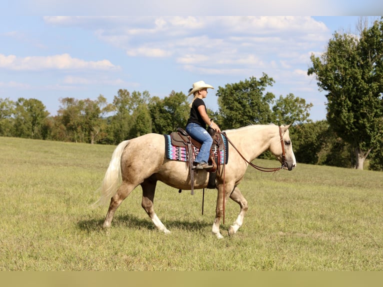 Draft Horse Mix Gelding 5 years 15,2 hh Palomino in Crab Orchard