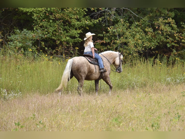 Draft Horse Mix Gelding 5 years 15,2 hh Palomino in Crab Orchard