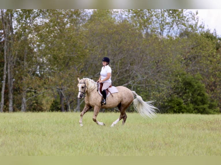 Draft Horse Mix Gelding 5 years 15,2 hh Palomino in Crab Orchard