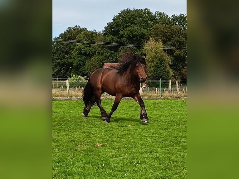 Draft Horse Gelding 5 years 15,2 hh Smoky-Black in Lachapelle-sous-Rougemont
