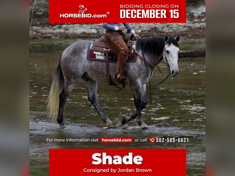 Draft Horse Mix Gelding 5 years 15,3 hh Grey in Georgetown