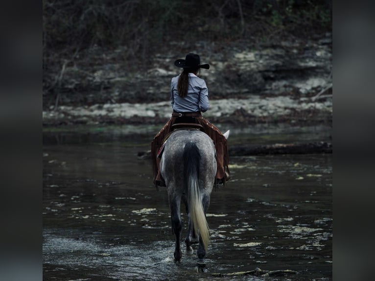 Draft Horse Mix Gelding 5 years 15,3 hh Grey in Georgetown