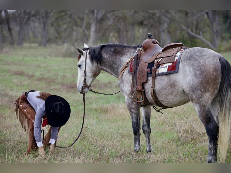 Draft Horse Mix Gelding 5 years 15,3 hh Grey in Georgetown