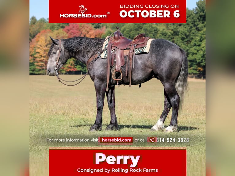 Draft Horse Mix Gelding 5 years 15,3 hh Grey in Clarion