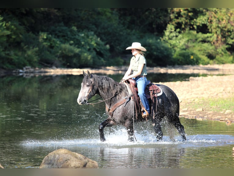 Draft Horse Mix Gelding 5 years 15,3 hh Grey in Clarion