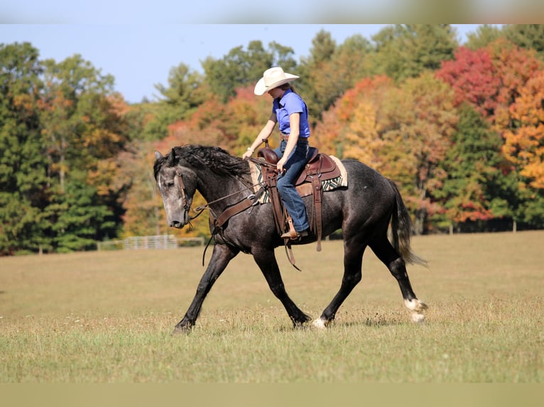 Draft Horse Mix Gelding 5 years 15,3 hh Grey in Clarion