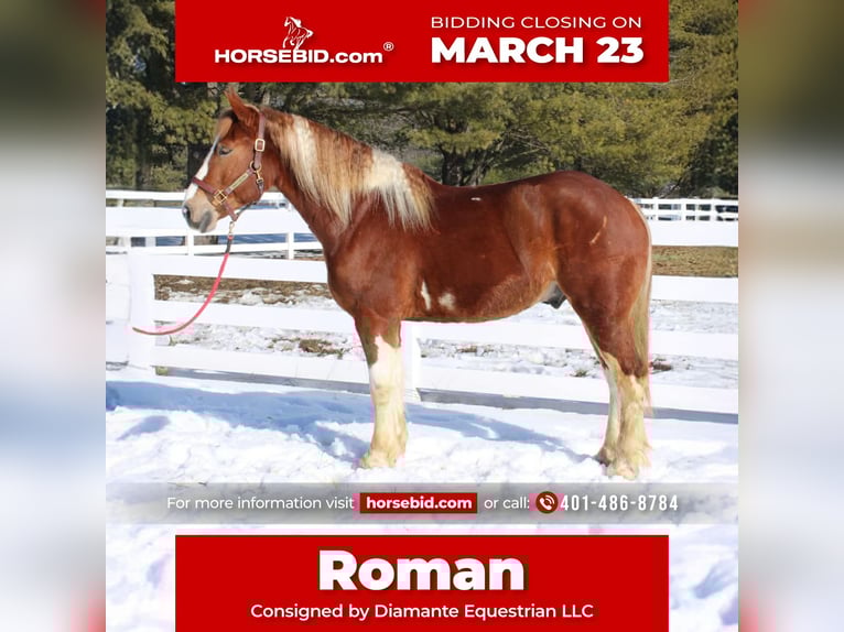 Draft Horse Mix Gelding 5 years 15,3 hh Pinto in Allentown