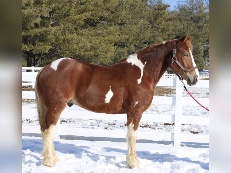 Draft Horse Mix Gelding 5 years 15,3 hh Pinto in Allentown