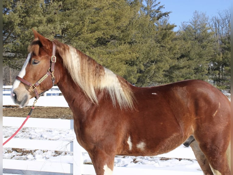 Draft Horse Mix Gelding 5 years 15,3 hh Pinto in Allentown