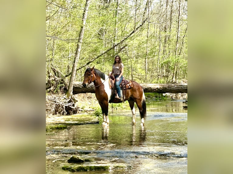 Draft Horse Mix Gelding 5 years 16,1 hh Bay in Auburn