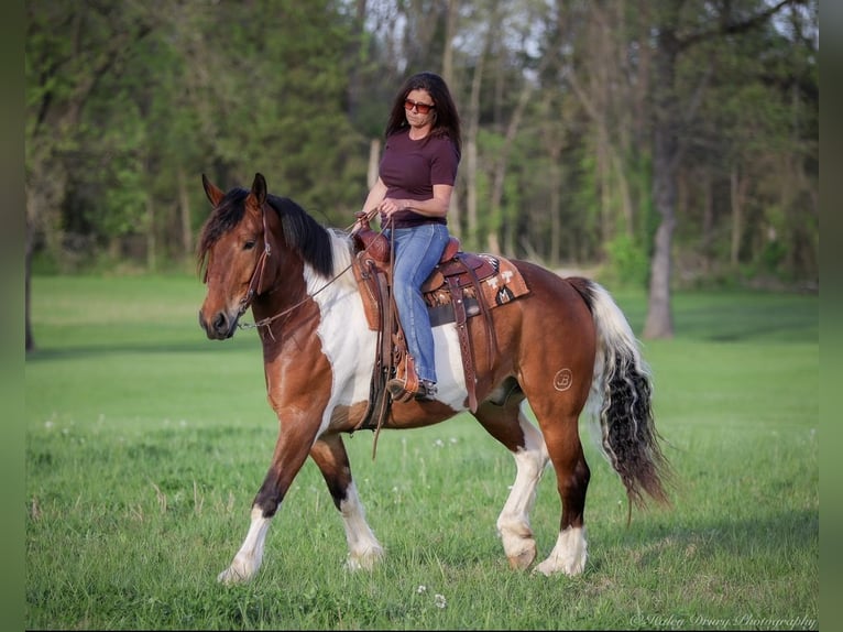 Draft Horse Mix Gelding 5 years 16,1 hh Bay in Auburn