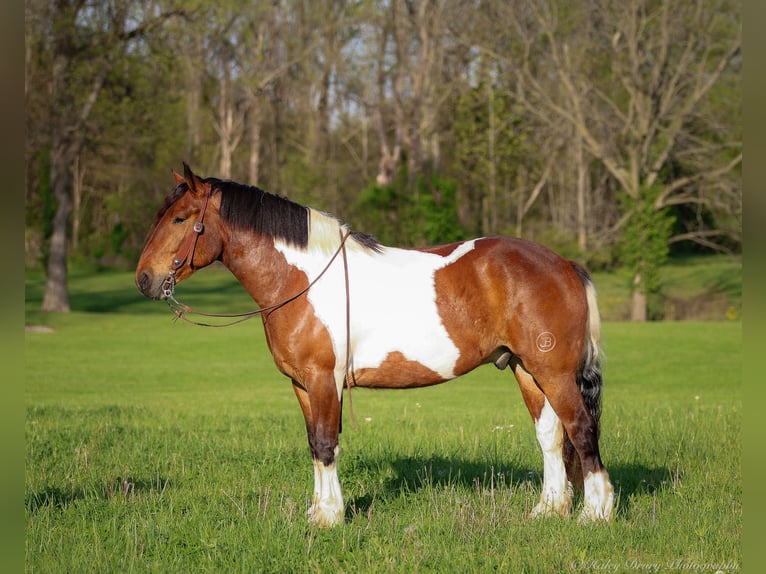 Draft Horse Mix Gelding 5 years 16,1 hh Bay in Auburn