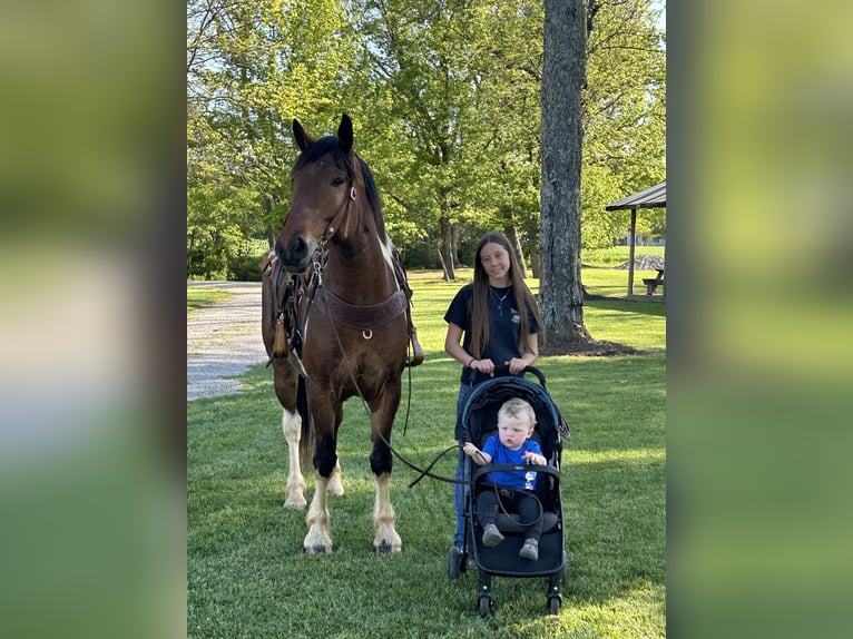 Draft Horse Mix Gelding 5 years 16,1 hh Bay in Auburn